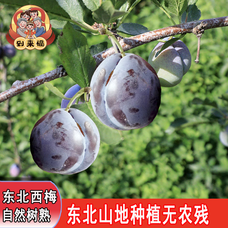 正宗东北大西梅新鲜山地种植黑西梅现在现发