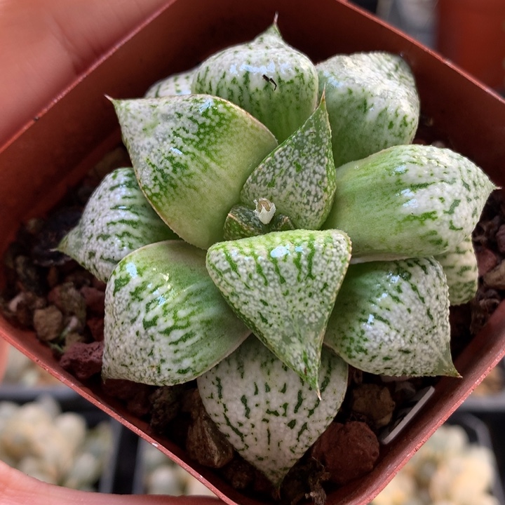 黄乳白银带盆土发货