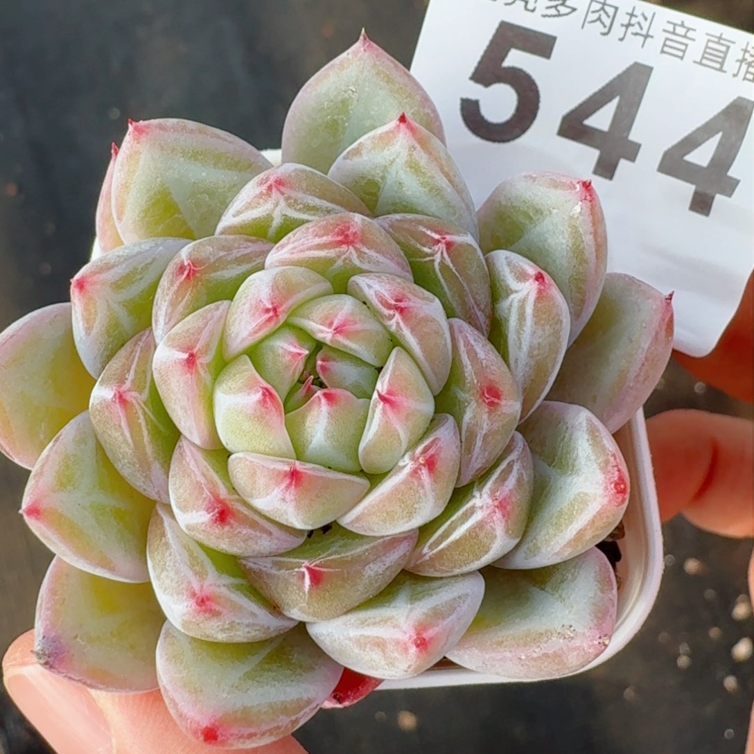 雪花珍妮         精品多肉