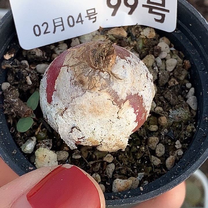 苒*桃喜花园0204-99灯泡