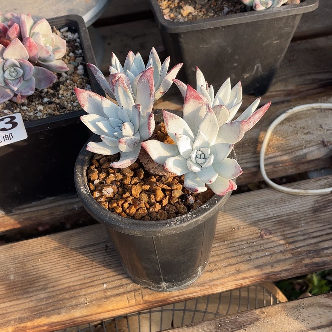 晨溪园艺仙女杯呀