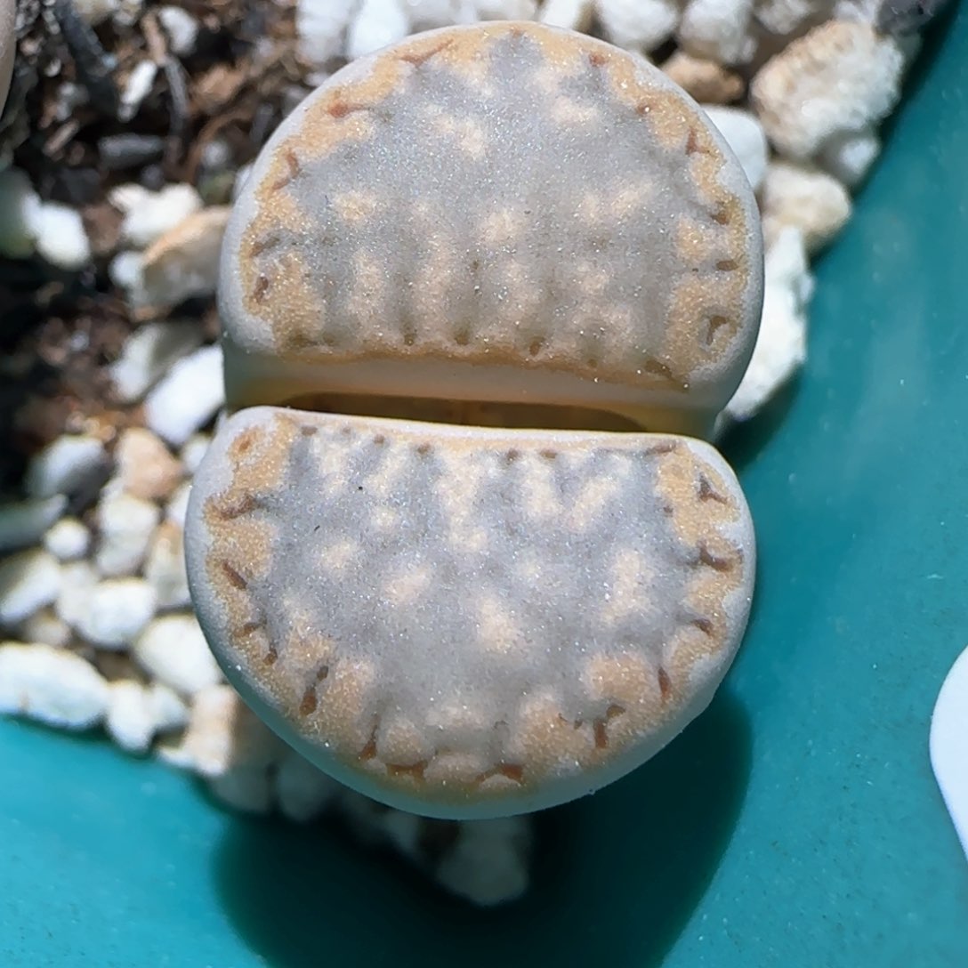 3.6，c216饼干蓝色一颗，9003