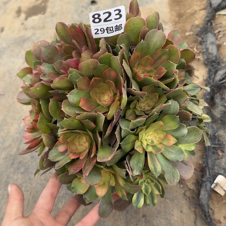 雅典娜……多肉植物……