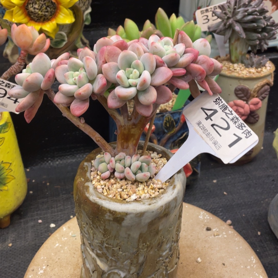 古***城弥鹿之森一物一拍