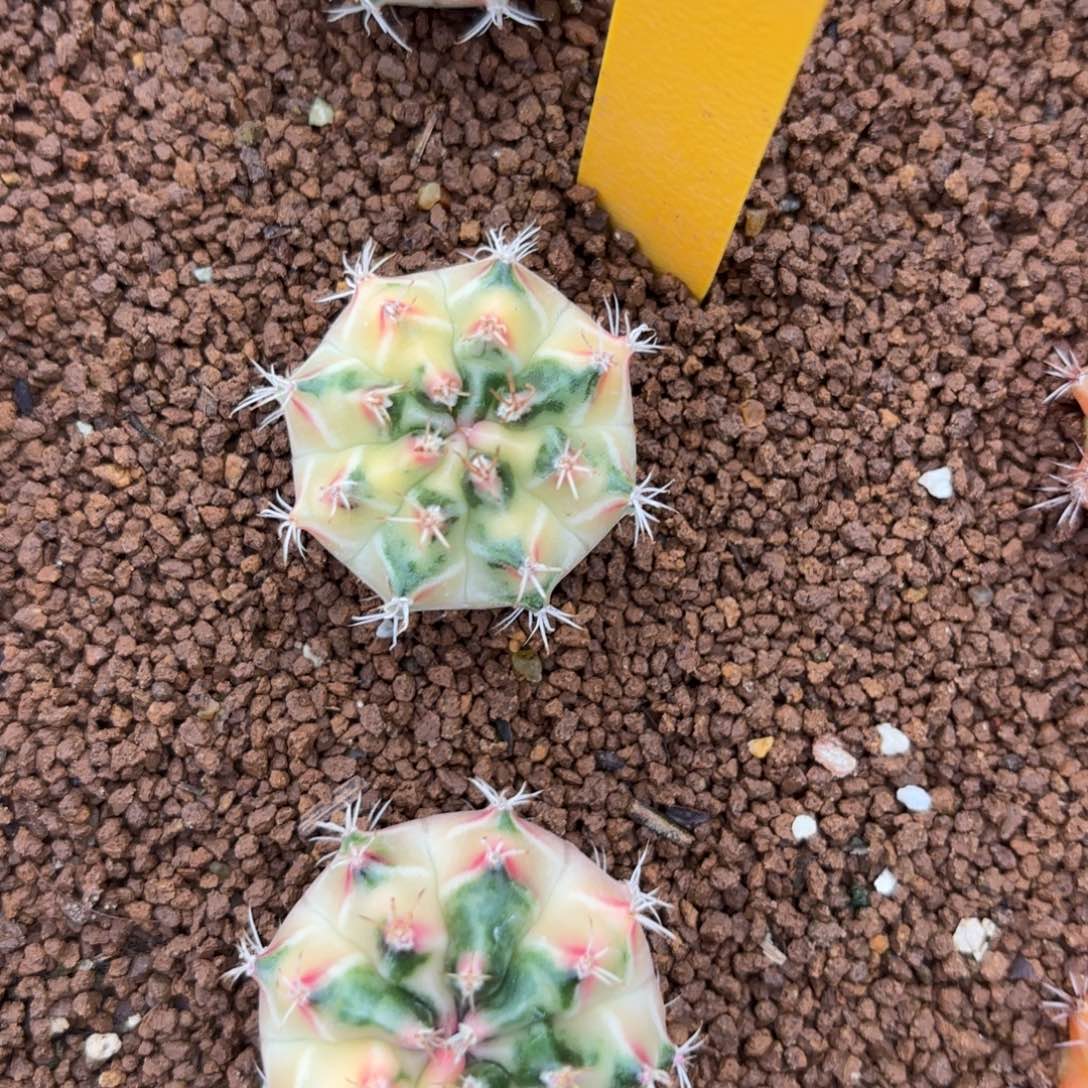 L522-1219泰国发货 白富美