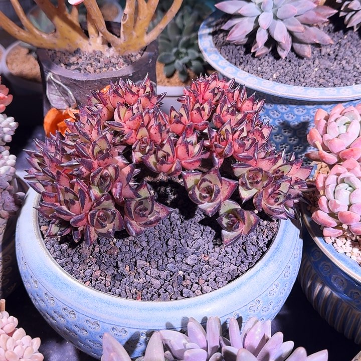 乌木 树缀 一物一拍