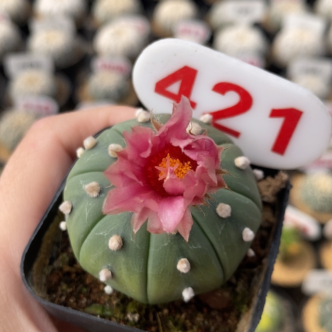 421红花兜系列产品福利