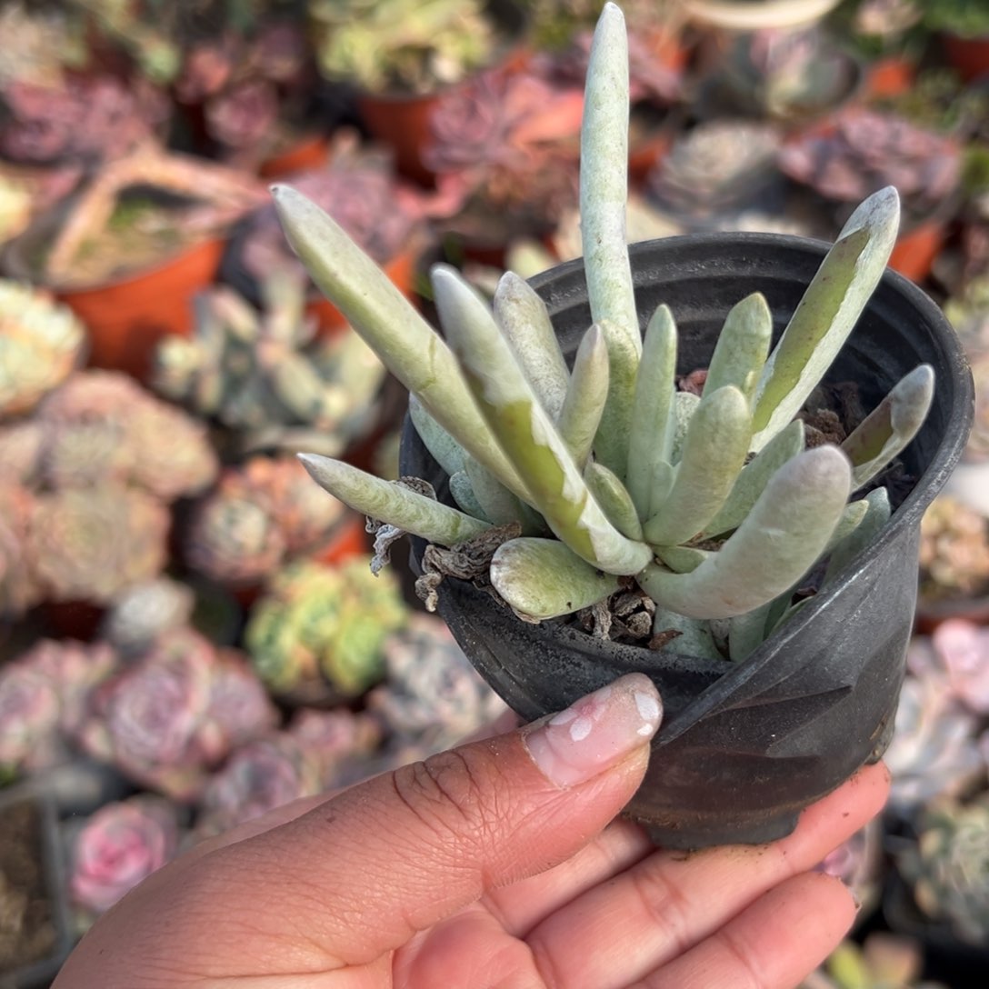 多肉植物多肉植物