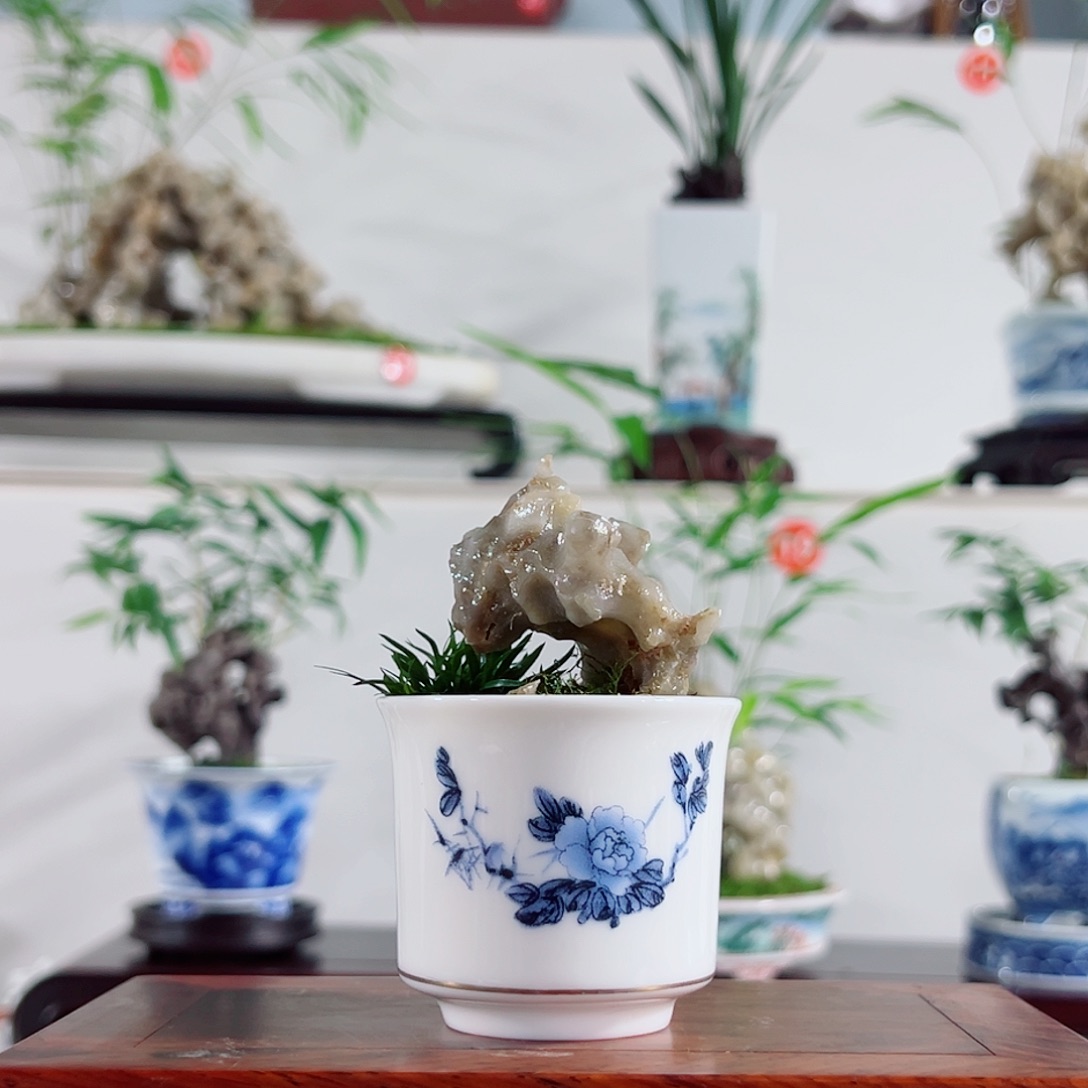 忘***忧无花朵盆景，菖蒲，玲珑石