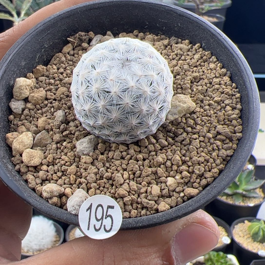 白鸟实生2.7一物一拍