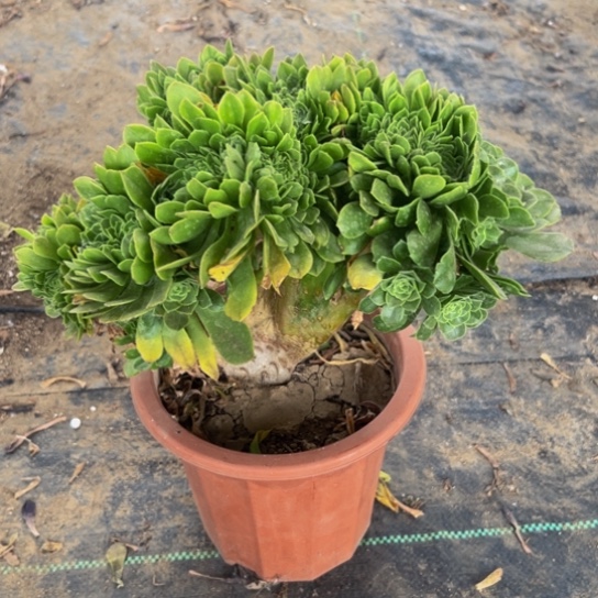 完全开放我们的小公主青竹