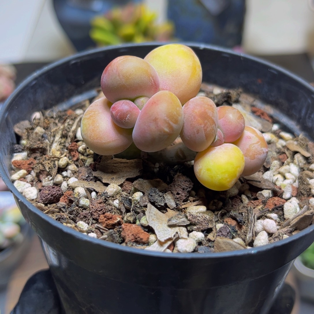 094KK奶酪5厘米多肉