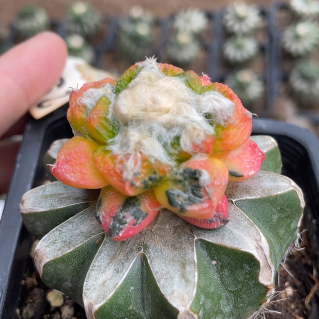 龟甲连山牡丹锦297仙人球