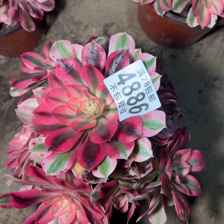 4886多肉植物法师法师女郎