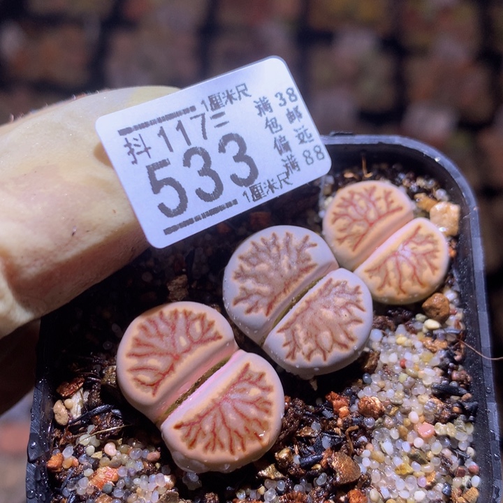 精品生石花117.533