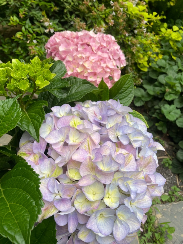 大海蓝【绣球】1.5加仑上新特惠