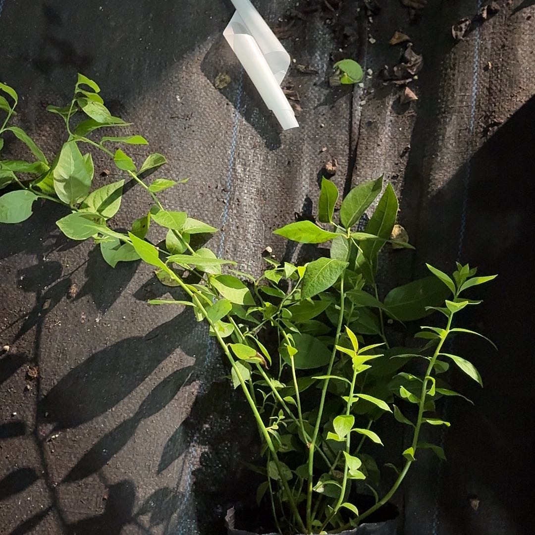 小钵T5.             
