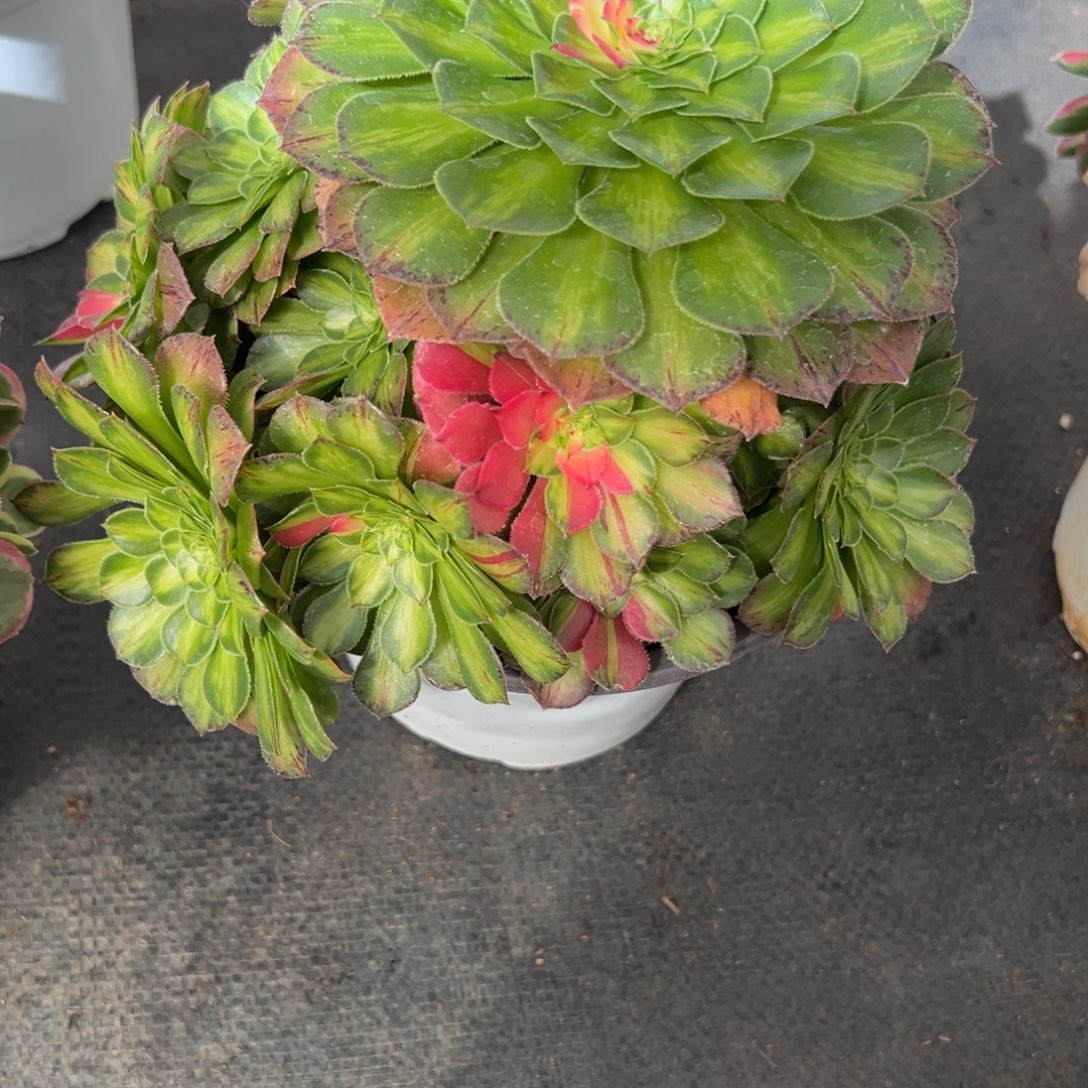 98知否多肉嘻嘻嘻紫