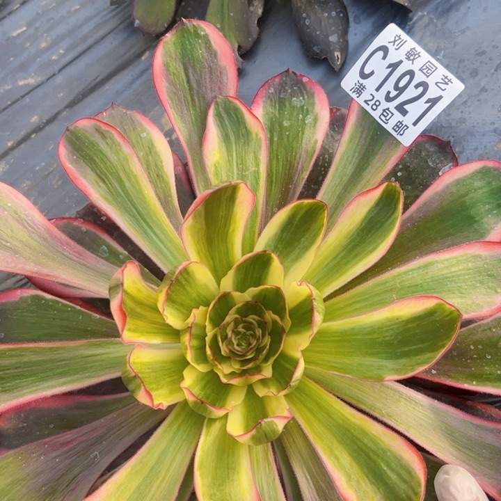 无毒白多肉植物法师1921