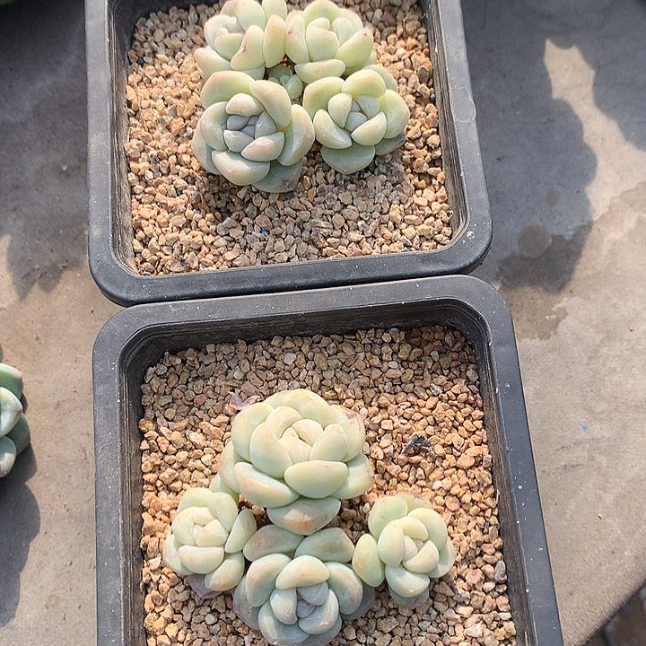 一物一拍，冰玉群两颗老庄