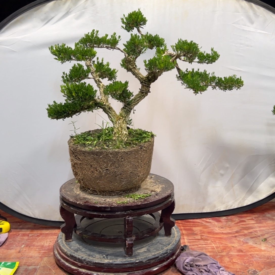 无花朵广东皱皮雀舌黄杨