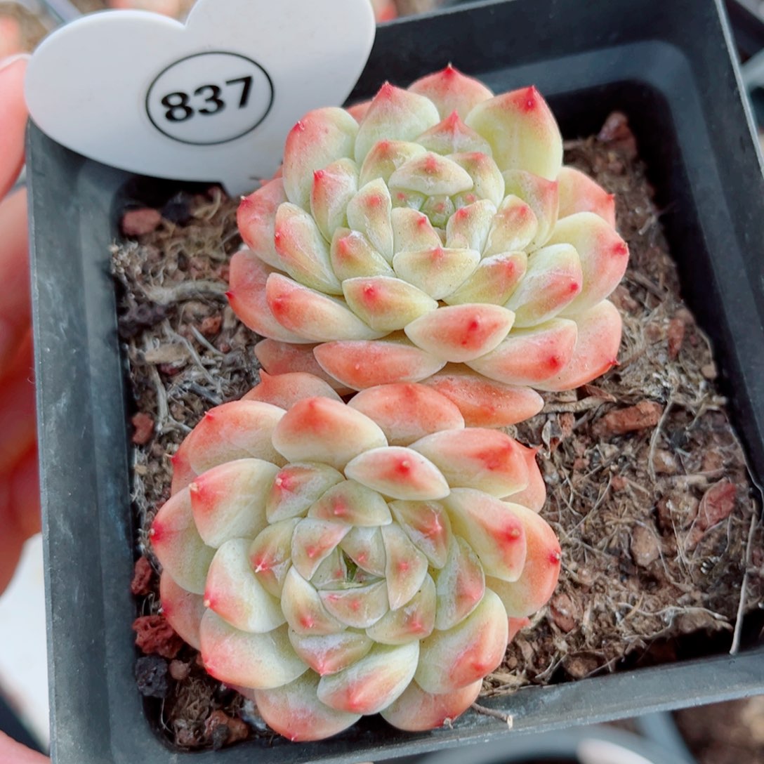 837号老桩秘境冰魄双头