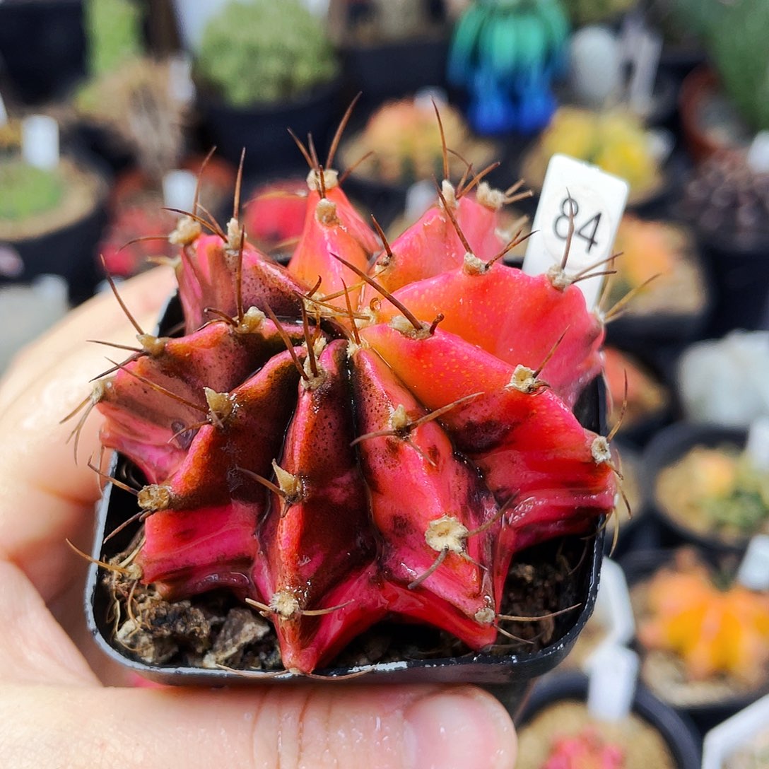 非偏远地区满25包邮仙人球