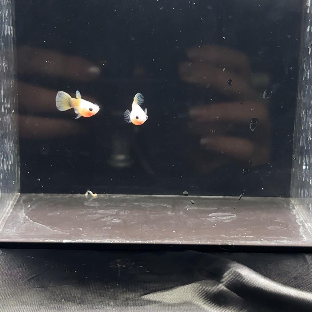 海水鱼黄肉蓝礼服1对