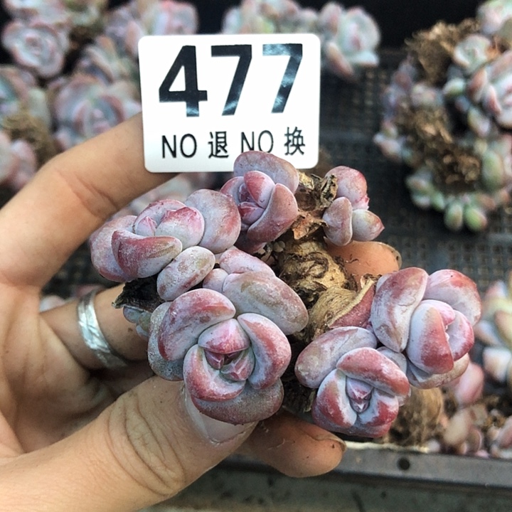 星影石榴籽福利出咯 477