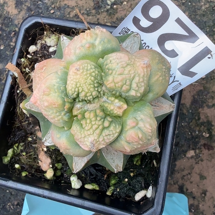 无花朵126菜花牡丹锦