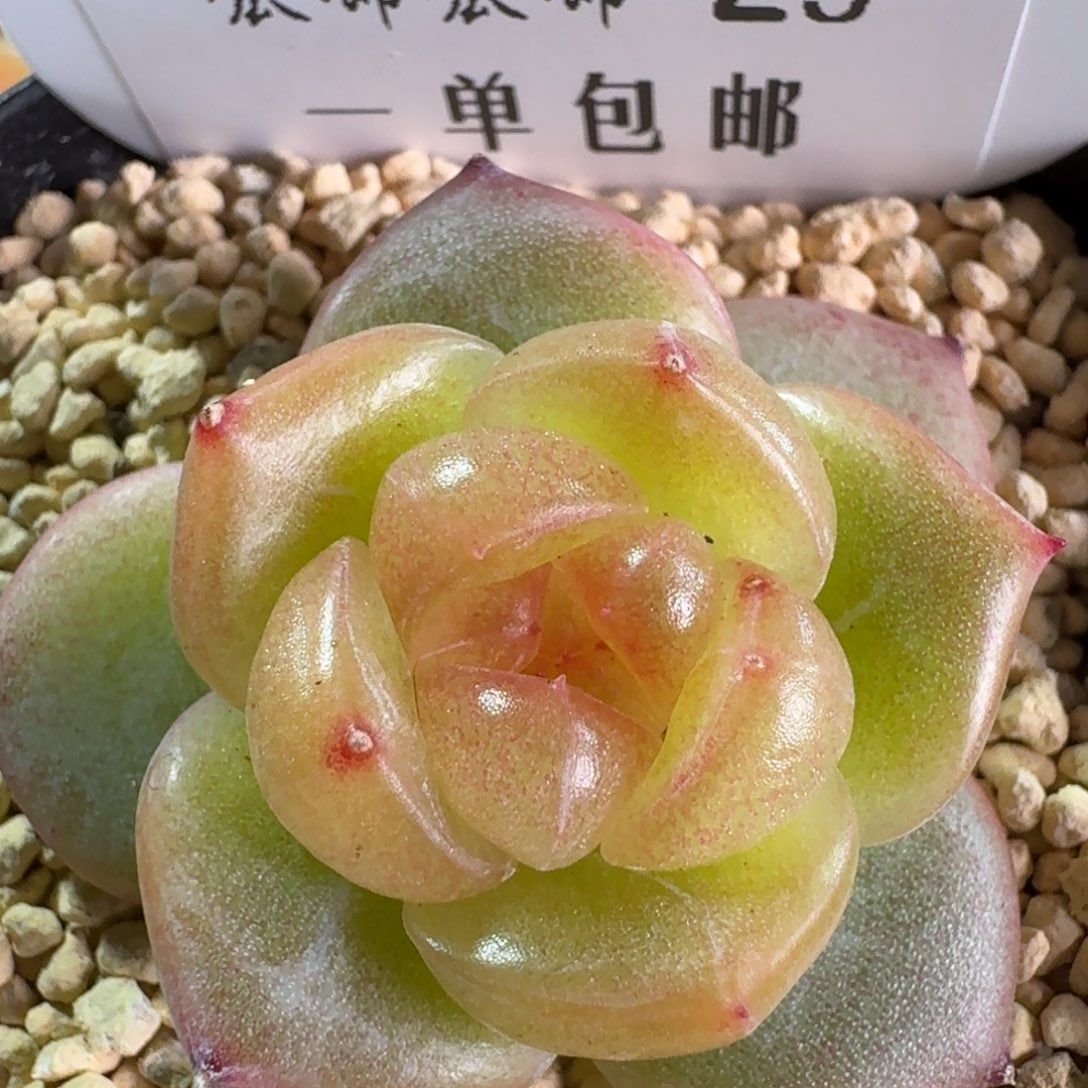 025-3015黄桃珍妮单头