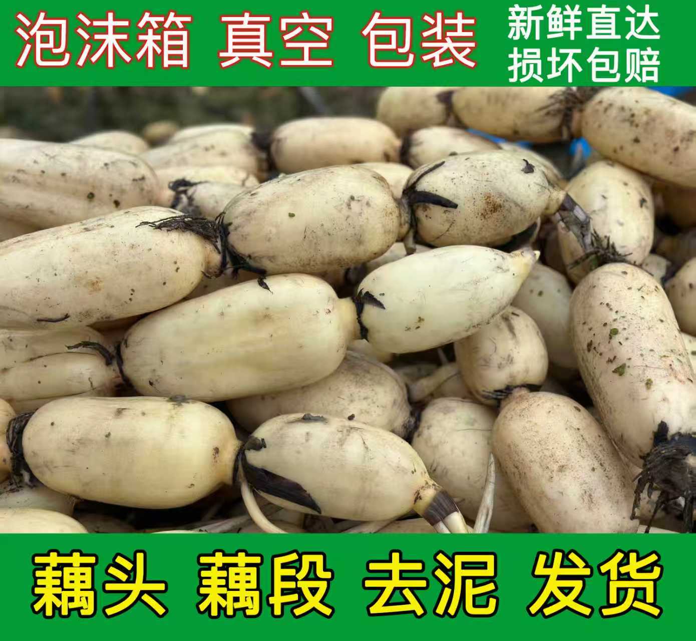 微山湖新鲜现挖莲藕清甜可口可清炒凉拌适合生吃凉拌不泡药原生态