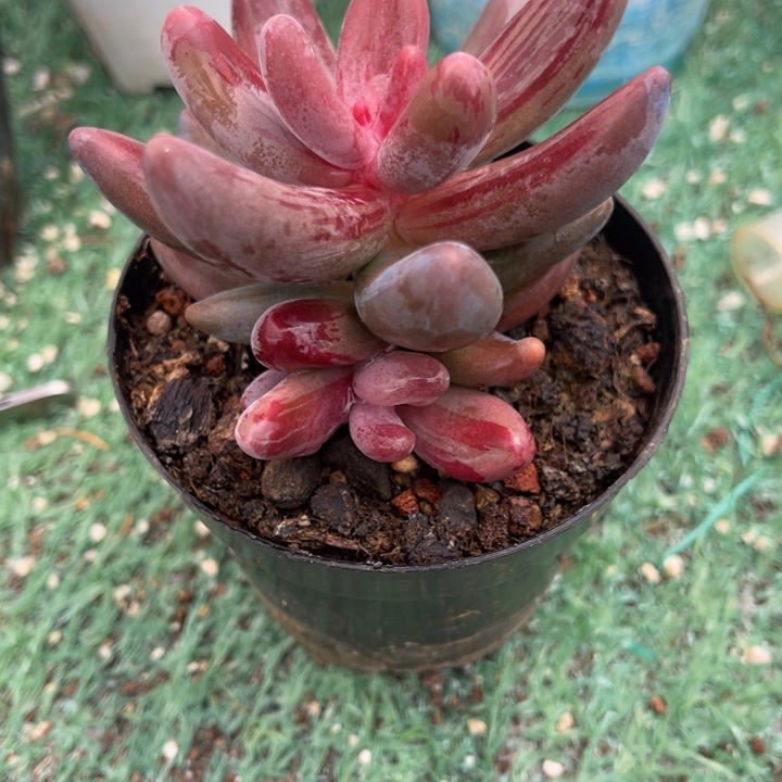 秋可园艺 血拉丝锦
