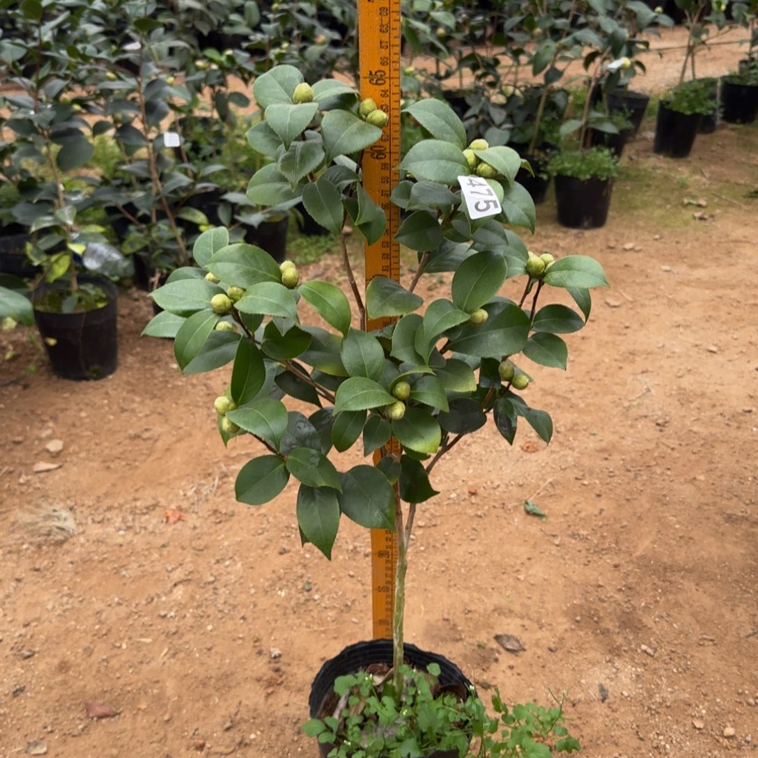 少量花朵（建议范围：2朵-5朵 或40%以下）475十八学士