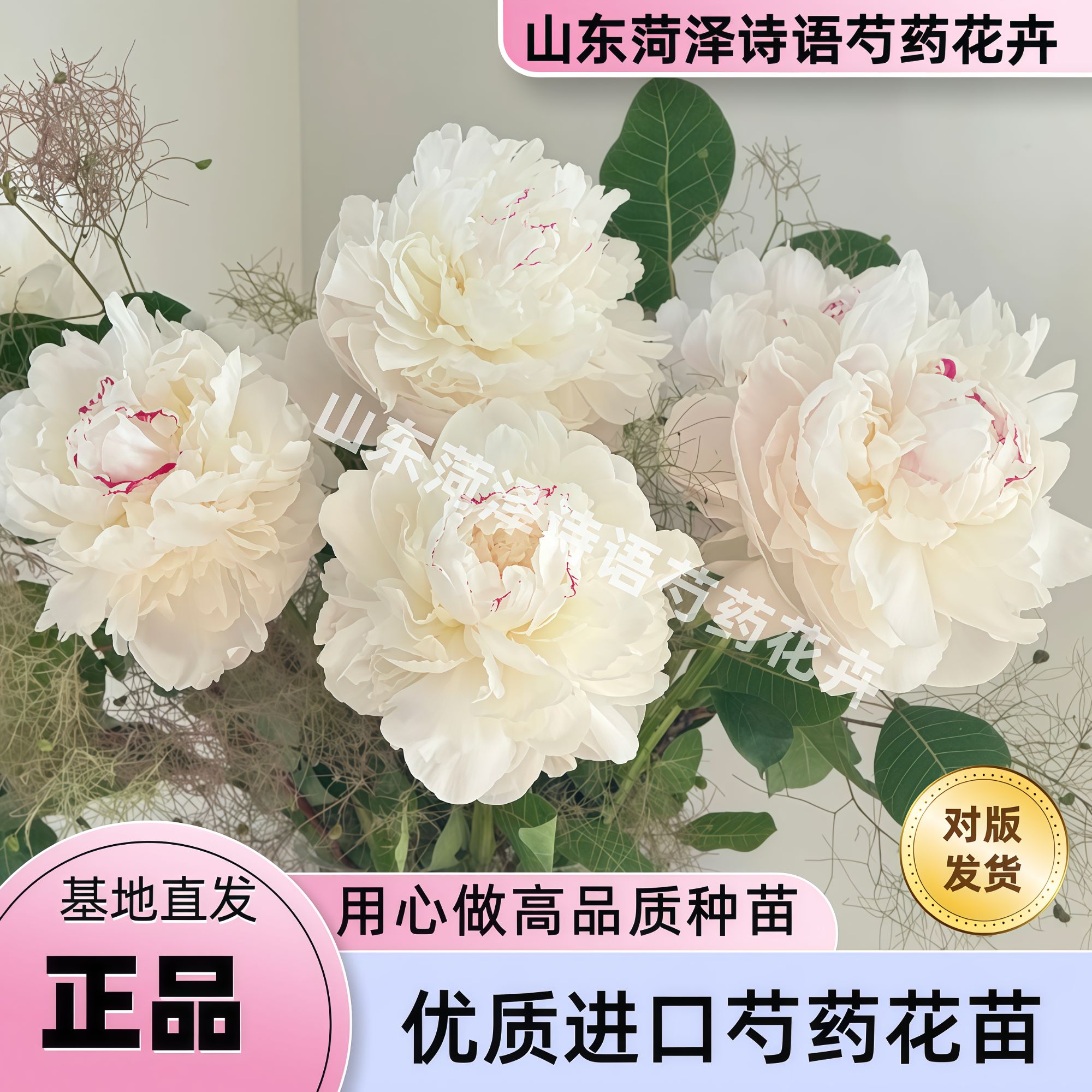 【奥迪(奥黛尔）】诗语花卉-进口芍药花苗易成活【理性购物】