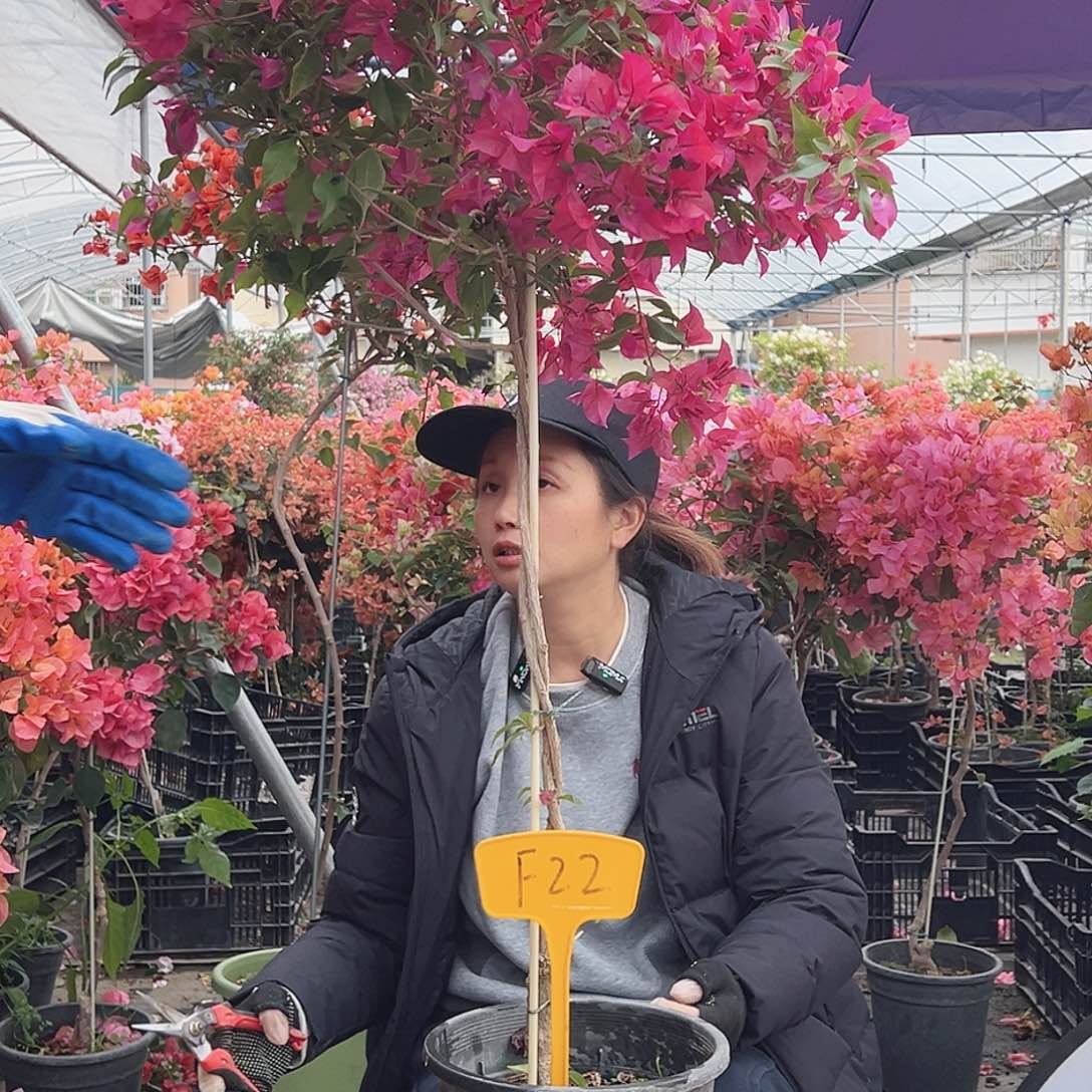 开***x大部分花苞少量开放F22酒红桑巴