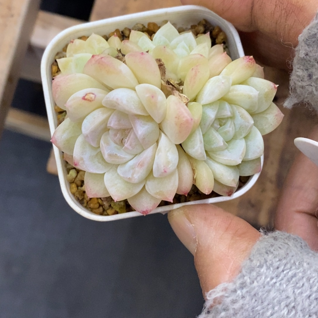 精品多肉一物一拍不包整226