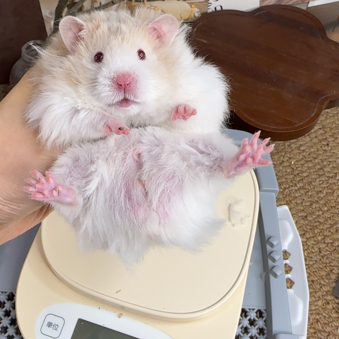 鸽灰波弟弟8.26生日