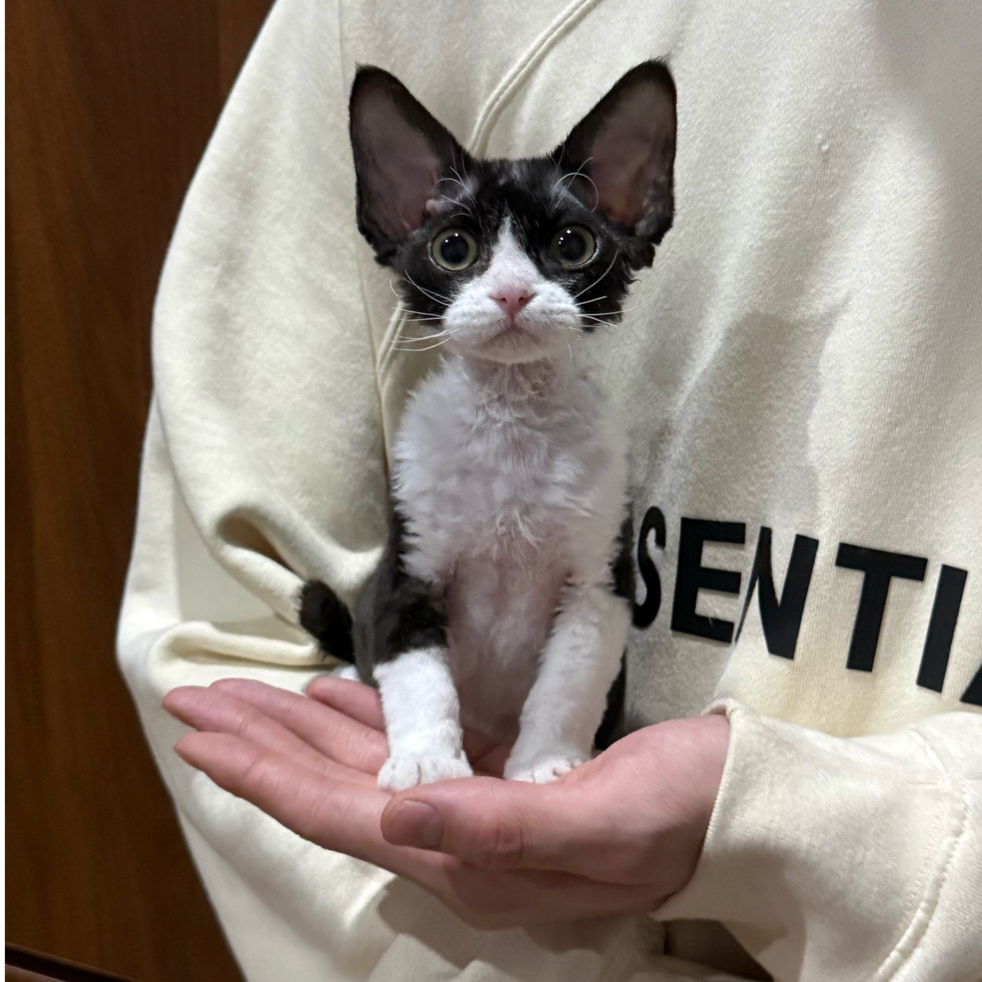 0331黑白开脸妹妹伊伊德文