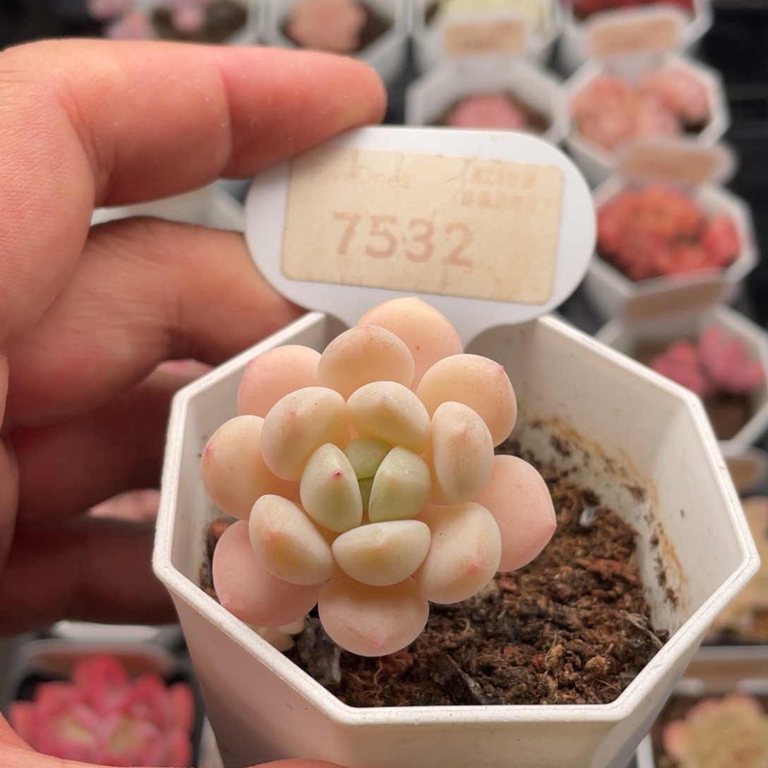 玉如意7532-4厘米
