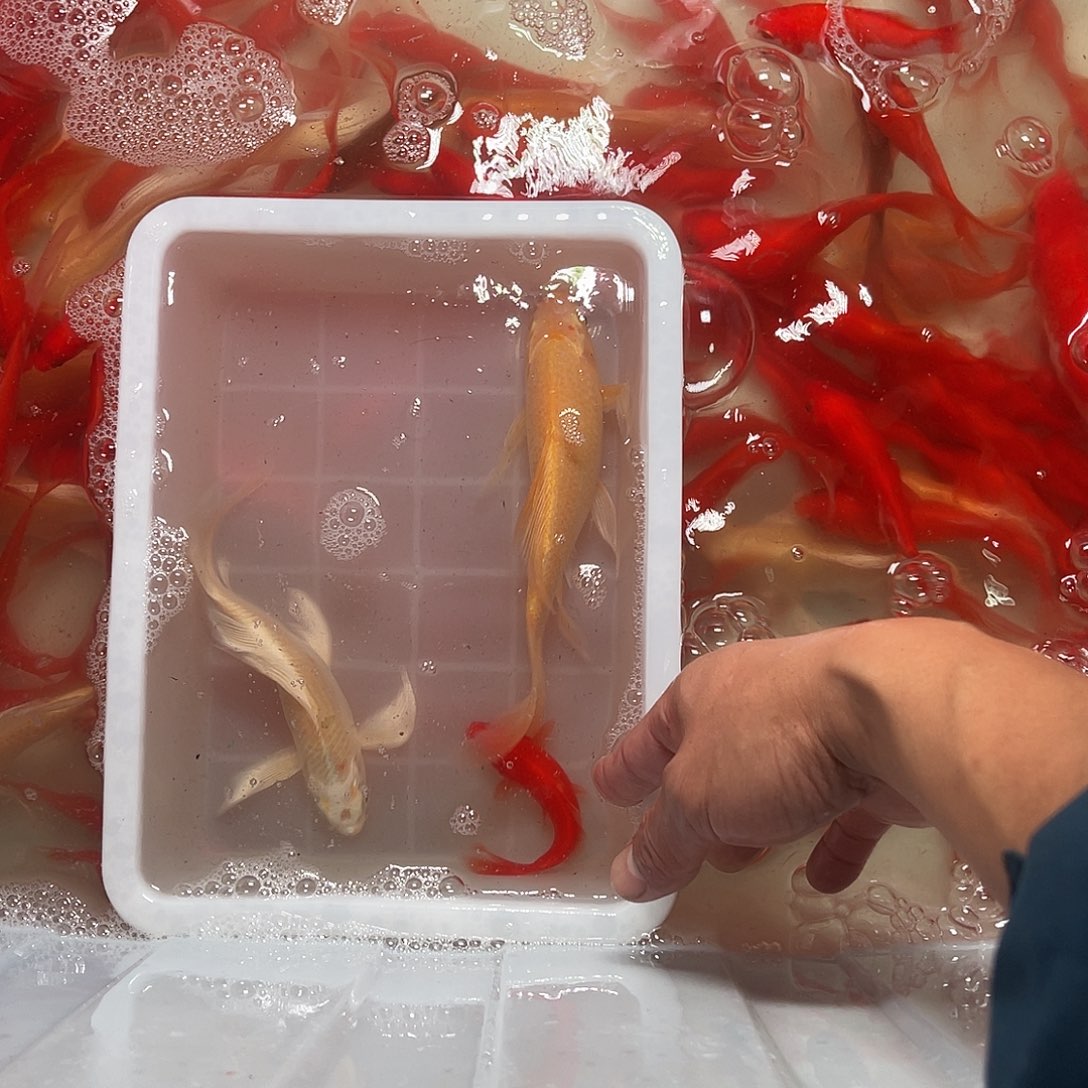 锦鲤包邮，包损.58