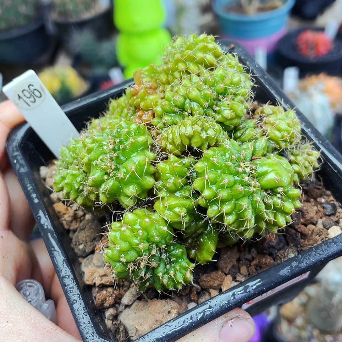 非偏远地区满25包邮仙人球