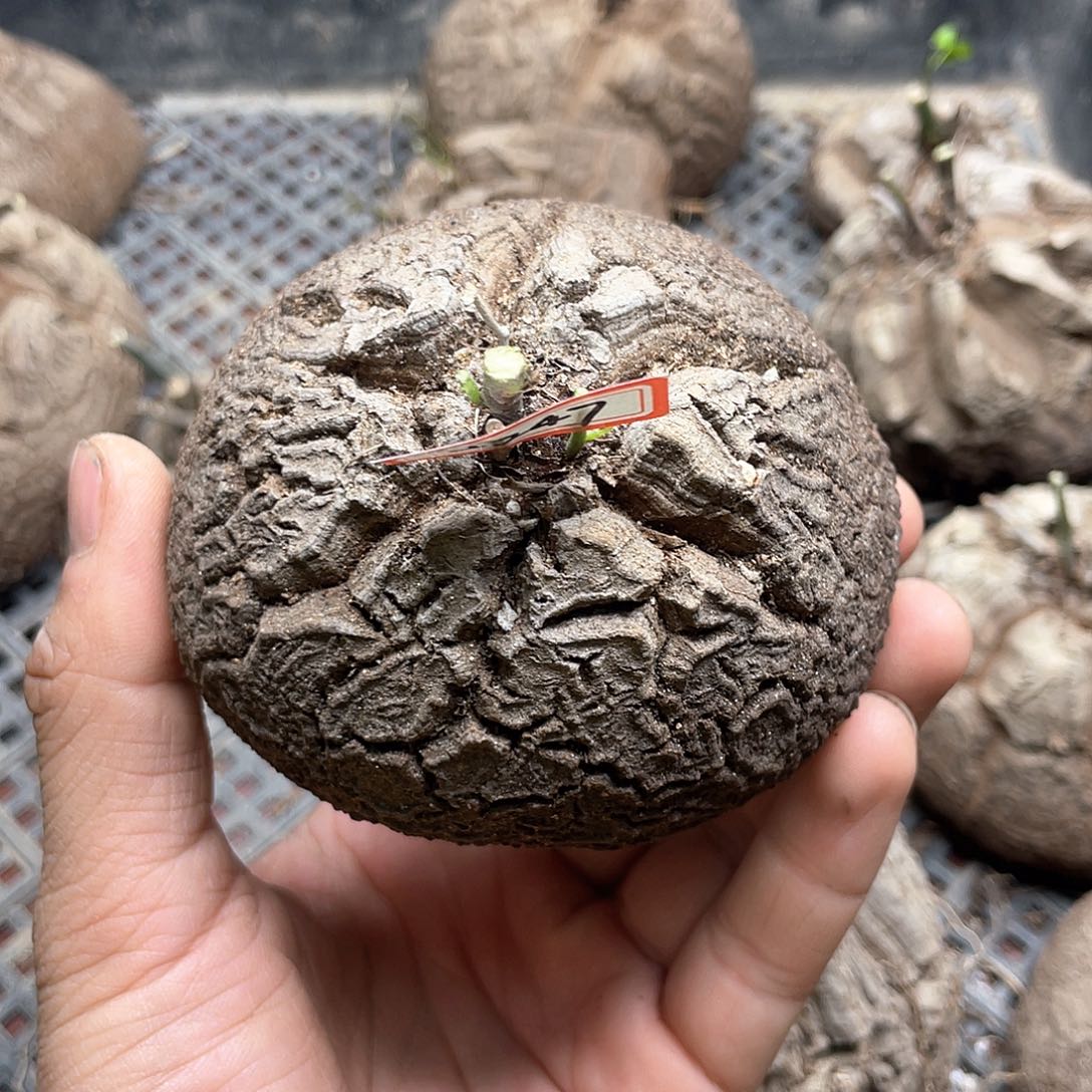 龟甲龙一物一拍2247号9cm