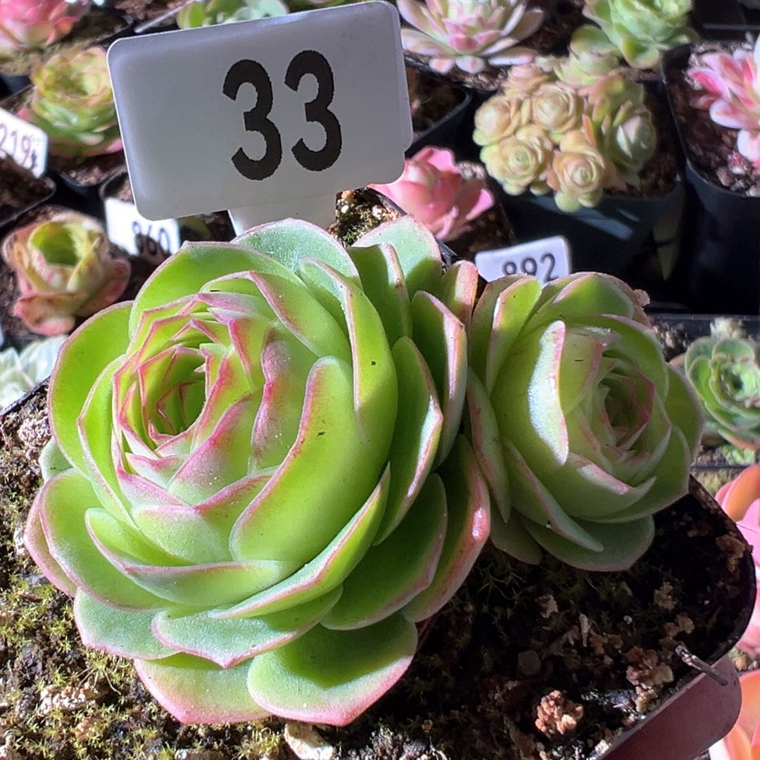用****6山地玫瑰33多肉