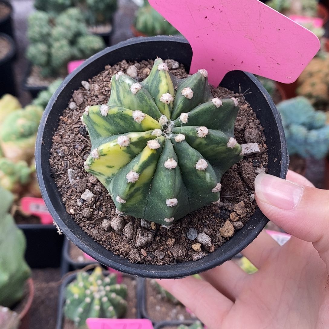 花花草草花花草草