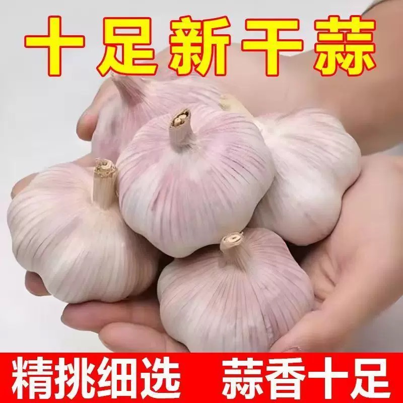 【精选中果饭店推荐】今年新干蒜农家自种大蒜头紫白皮大蒜厨房调味