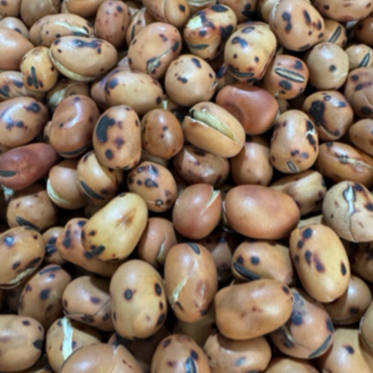 临夏清炒大豆250克包邮