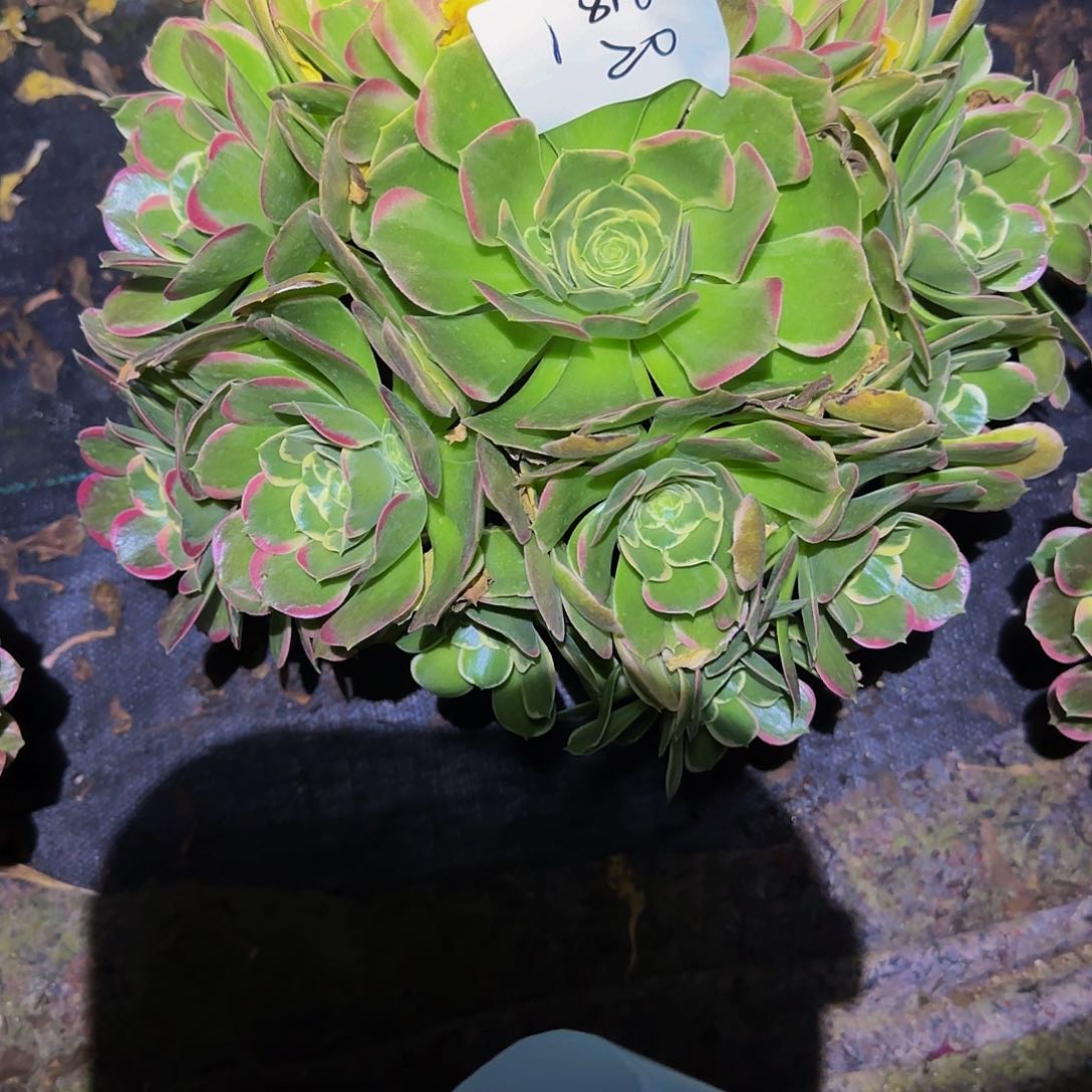 阿*粉玲珑多肉法师福利不包损1816
