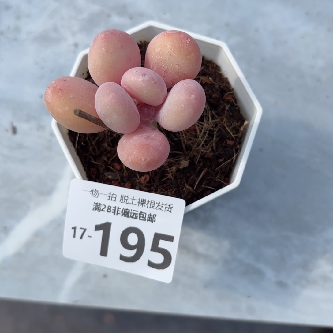 蛋黄奶老桩多肉多肉