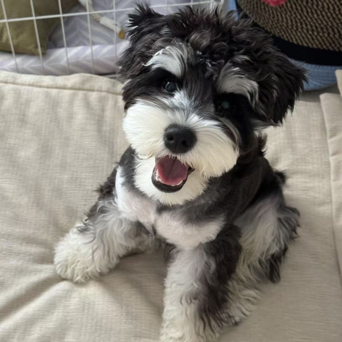 纯种雪纳瑞幼犬双血统赛级正宗黑白椒盐色米奇飞耳白色雪纳瑞幼崽